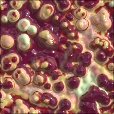 Variation 4