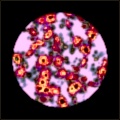 Pathology Lab II