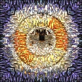 Foxxee's "Mesh Me"