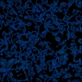 Nebula02
