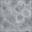 Diffuse Map