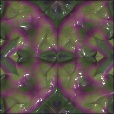 Variation 7