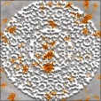 Variation 3
