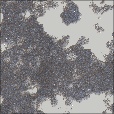 Variation 7