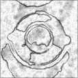 Bump Map