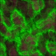 Diffuse Map