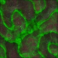 alien infection