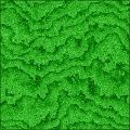 Lettuce Leaf