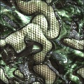 Reptile Rasterizer