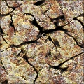 Crevice