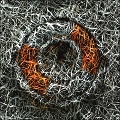 Fiber Image