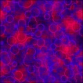 Blood Cells
