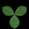 Variation 5