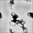 Bump Map