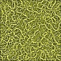 Mustard Virus