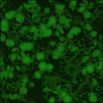 Diffuse Map