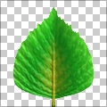 Leaf