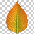 Variation 4