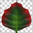 Variation 6