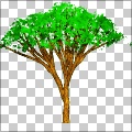 Tree, summer