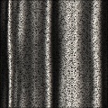 Lace Curtains in wind
