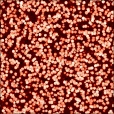 Diffuse Map
