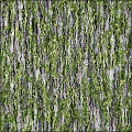 szi_tang2