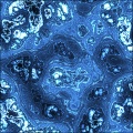 Tissue Section