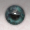 Eye Aye