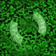 Diffuse Map