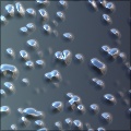 bubbles rain
