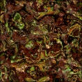 FROGface fromSPACE