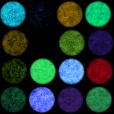 Diffuse Map