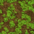 Mossy Ground