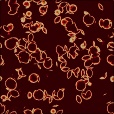 Variation 2