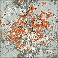 Moss