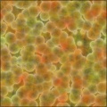 fish-eggs