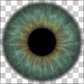 Iris of the Eye