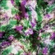 Variation 4