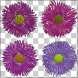 Variation 7