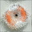 Diffuse Map