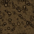Diffuse Map