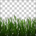 Grass