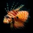 Variation 4