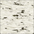 Birch Bark