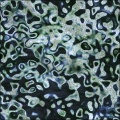 Mottled Citizen