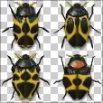 Variation 8