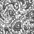 Seussian Lattice
