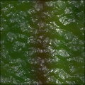 Dino Skin