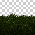 Hedge